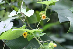 Thladiantha cordifolia